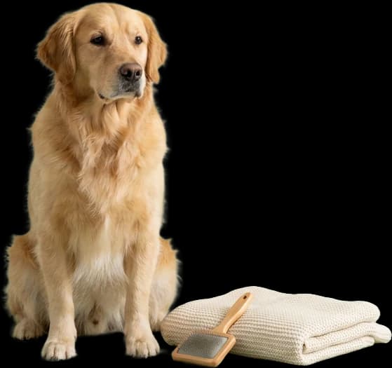Hundehaare entfernen