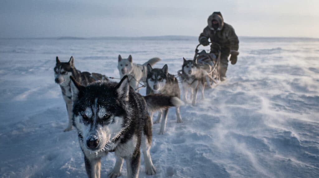 Balto. Der Hund, der durch den Schneesturm rannte – und eine ganze Stadt rettete.