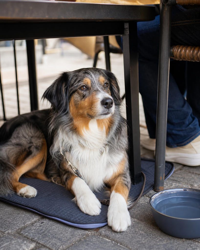 Hund liegt ruhig auf einer kleinen Matte unter einem Café-Tisch neben einem Wassernapf