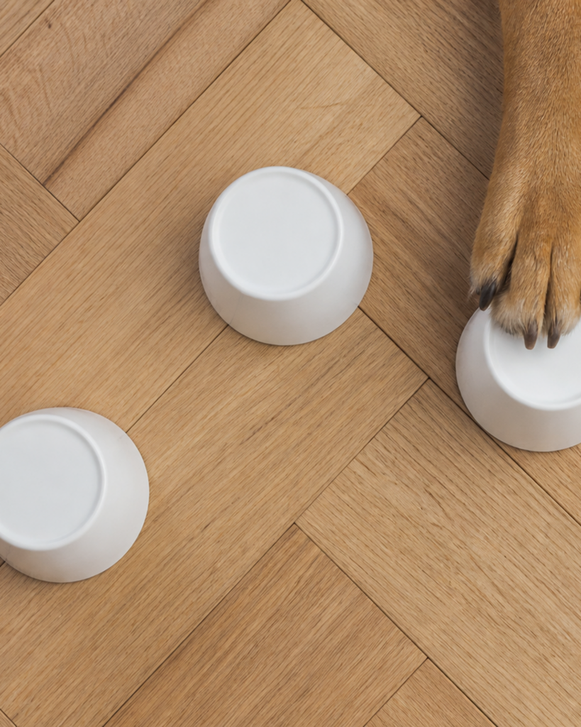 Hund sucht ruhig unter Bechern nach einem Leckerli im Wohnzimmer